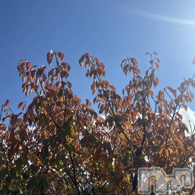 ��ˬ����Х��顦����֥���� �ץ���� ��ˬ(����� �ץ���� ����) ����� ǵ����11��14���̥�֥�����11��14�� 12��01ʬ�Υ֥�����