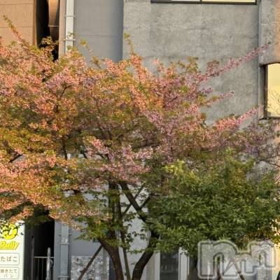 ��ˬ����Х��顦����֥���� �ץ���� ��ˬ(����� �ץ���� ����) ����� ǵ����3��26���̥�֥�����🌸��