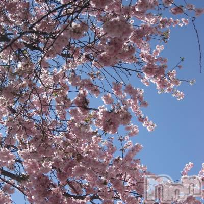 ��ˬ����Х��顦����֥���� �ץ���� ��ˬ(����� �ץ���� ����) ����� ǵ����4��15���̥�֥�����🌸��