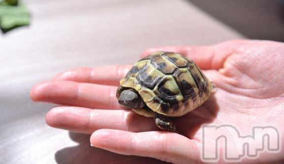 諏訪デリヘルThree＆Men’s Spa(スリー＆メンズスパ)あん　M性感(44)の2026年2月13日写メブログ「も○も○カメよ、亀○○よ」