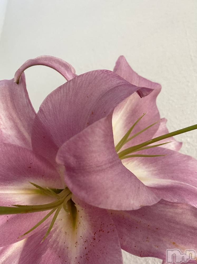 ��ˬ����Х��顦����֥���� �ץ���� ��ˬ(����� �ץ���� ����) �� �Ӽ���6��8���̥�֥����֤Ϥ���ޤ���🌱��