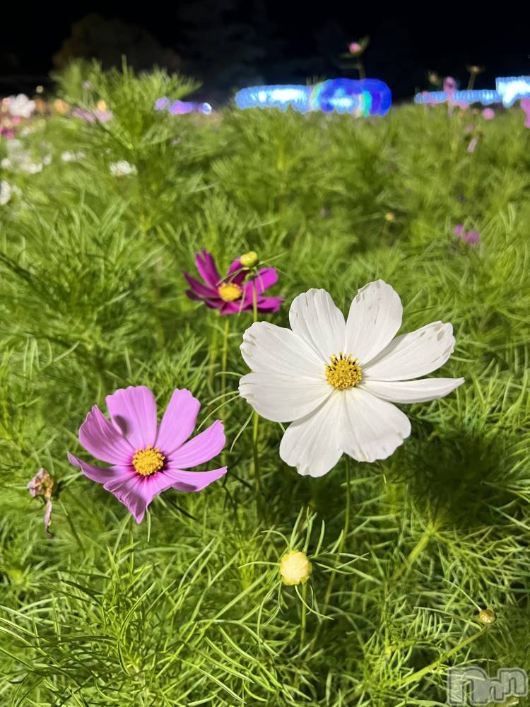 ��ˬ����Х��顦����֥���� �ץ���� ��ˬ(����� �ץ���� ����) �� �Ӽ���11��5���̥�֥�����🌼🩷��