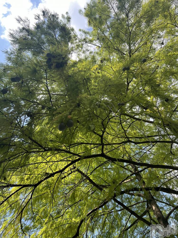 ��ˬ����Х��顦����֥���� �ץ���� ��ˬ(����� �ץ���� ����) �� �Ӽ���11��14���̥�֥�����🌳🍃��