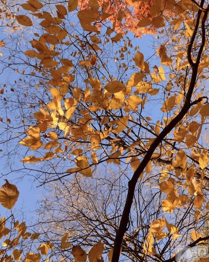 ��ˬ����Х��顦����֥���� �ץ���� ��ˬ(����� �ץ���� ����) �� �Ӽ���11��1���̥�֥�����🍁✨��