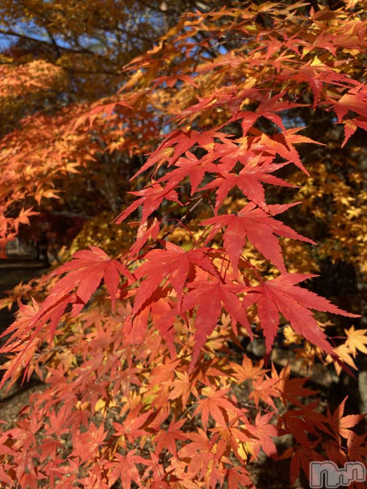 ��ˬ����Х��顦����֥���� �ץ���� ��ˬ(����� �ץ���� ����) �� �Ӽ���11��8���̥�֥�����🍁🧡��