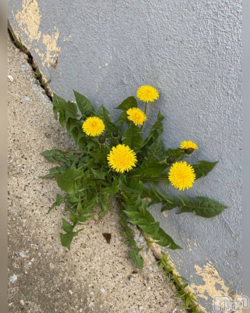 ��ˬ����Х��顦����֥���� �ץ���� ��ˬ(����� �ץ���� ����) �� �Ӽ���3��17���̥�֥�����🌼🍃��