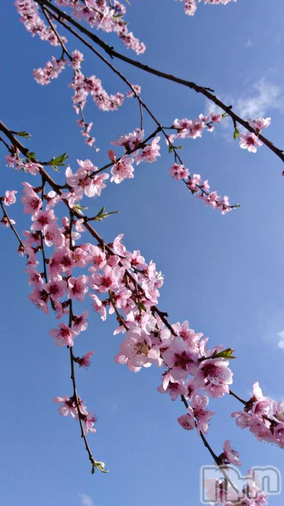 ��ˬ����Х��顦����֥���� �ץ���� ��ˬ(����� �ץ���� ����) �� �Ӽ���4��3���̥�֥�����🌸☀️��