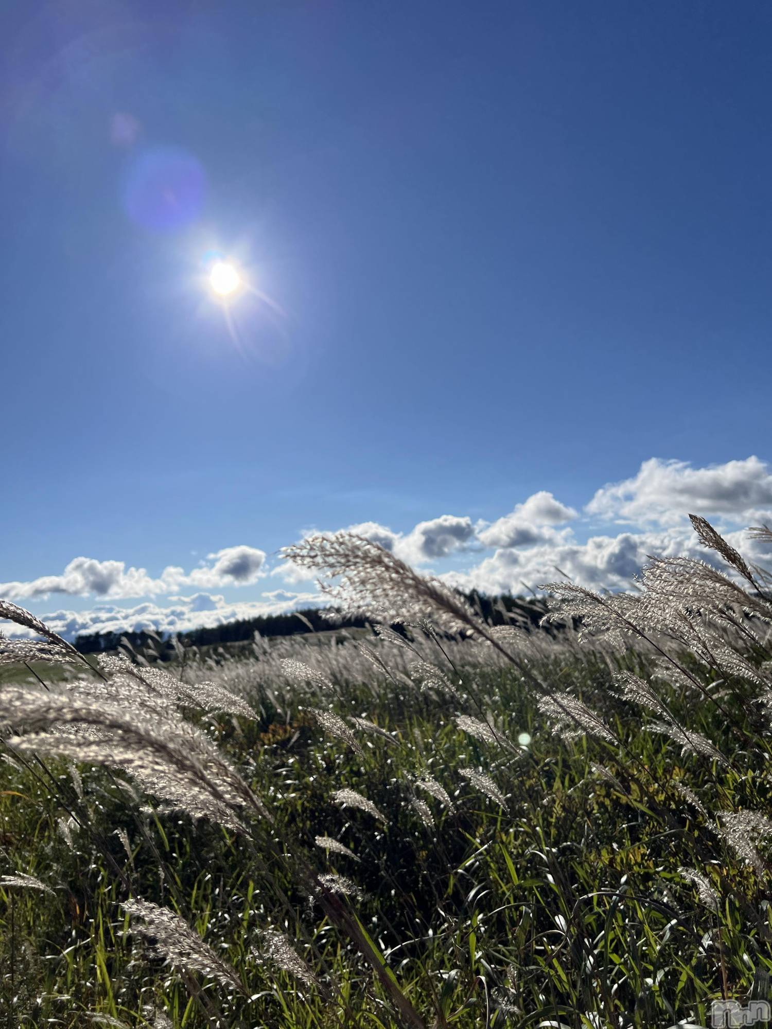 ��ˬ����Х��顦����֥���� �ץ���� ��ˬ(����� �ץ���� ����) ��2024ǯ9��24���̥�֥�����🌾🍂��