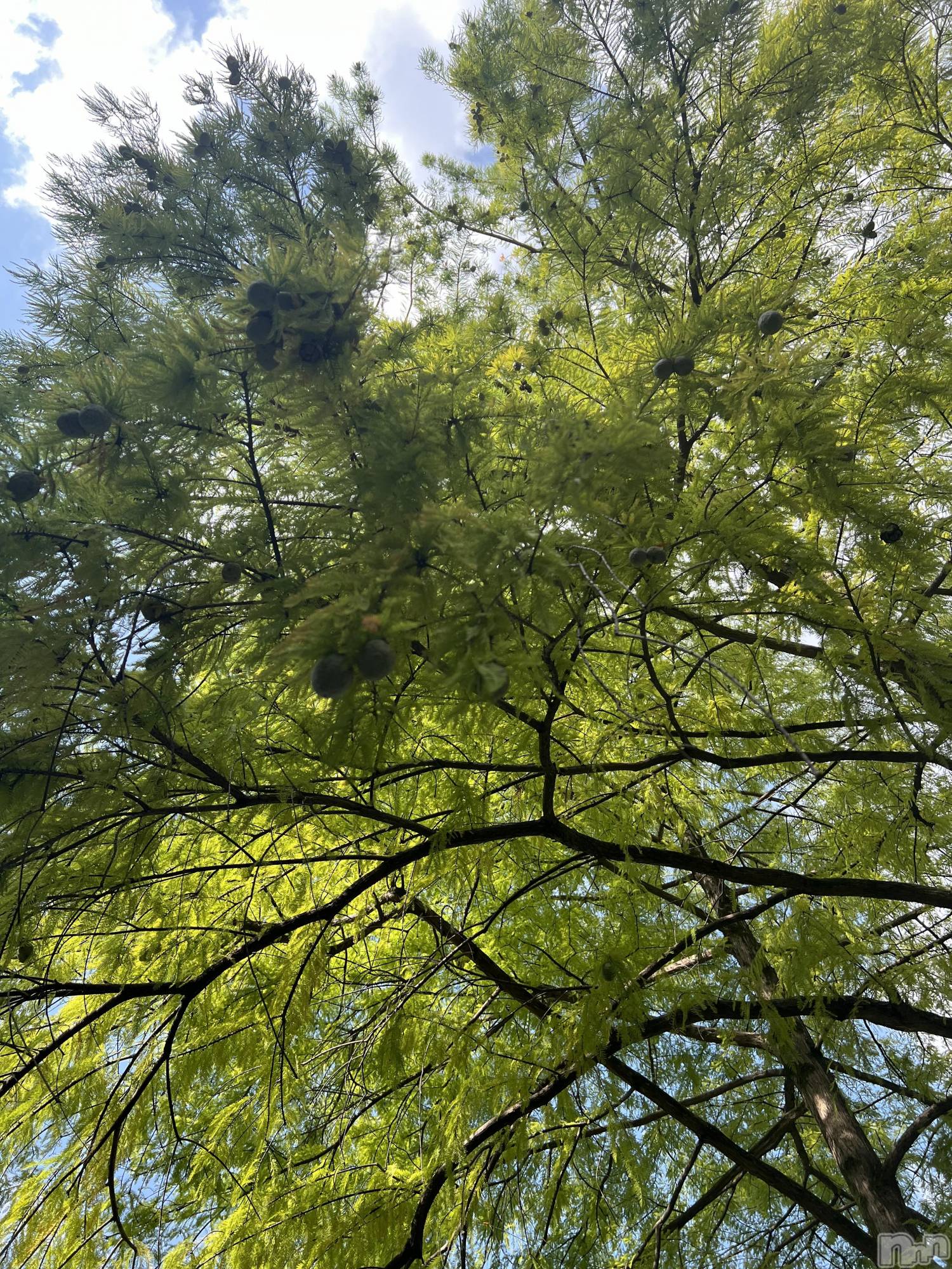 ��ˬ����Х��顦����֥���� �ץ���� ��ˬ(����� �ץ���� ����) ��2024ǯ11��14���̥�֥�����🌳🍃��