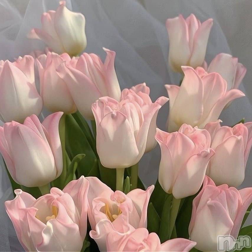 ��ˬ����Х��顦����֥���� �ץ���� ��ˬ(����� �ץ���� ����) ��2025ǯ3��1���̥�֥�����🌷🌸��