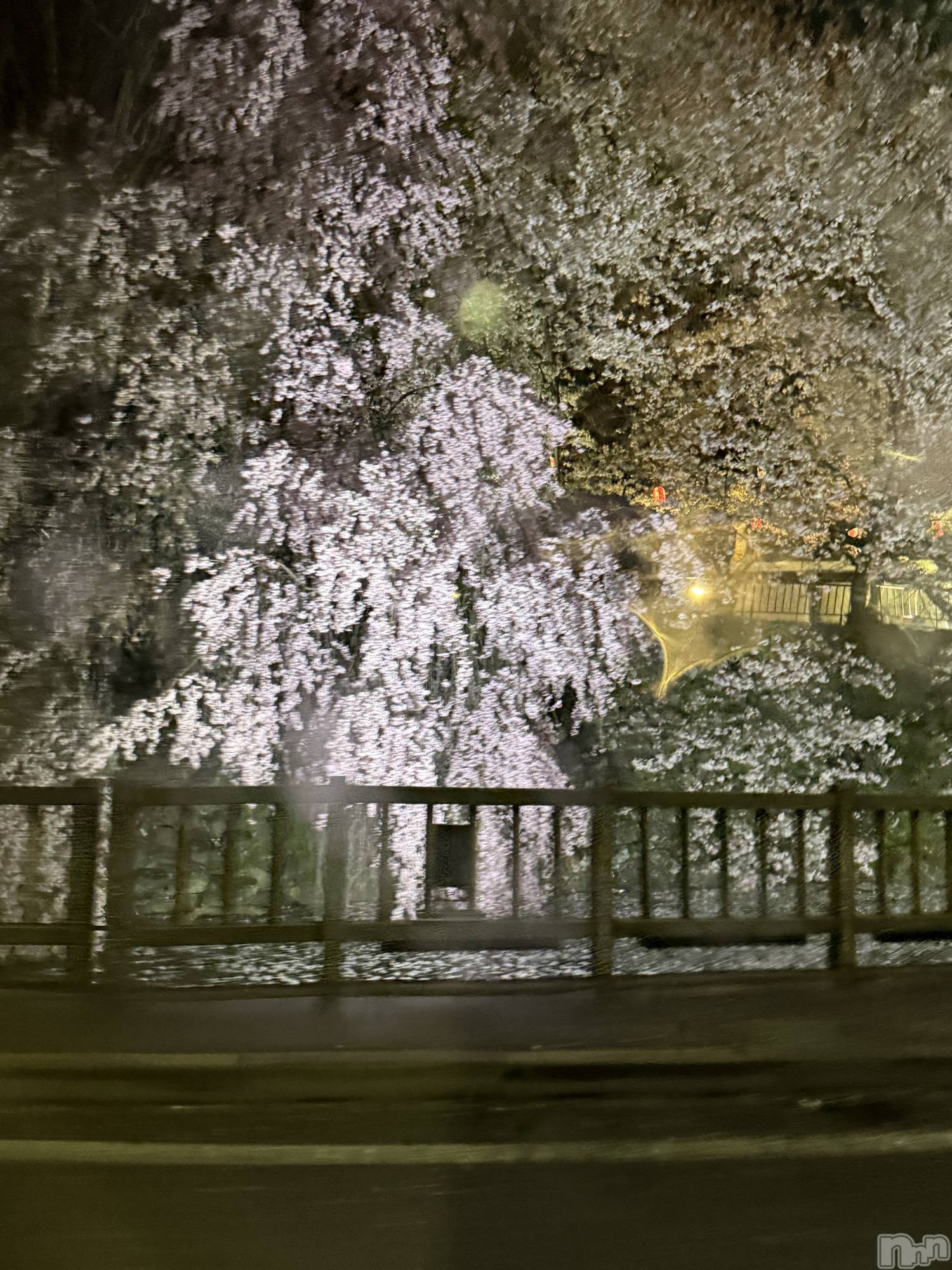 ��ˬ����Х��顦����֥���� �ץ���� ��ˬ(����� �ץ���� ����) ��2025ǯ4��22���̥�֥�����🌸🌙��