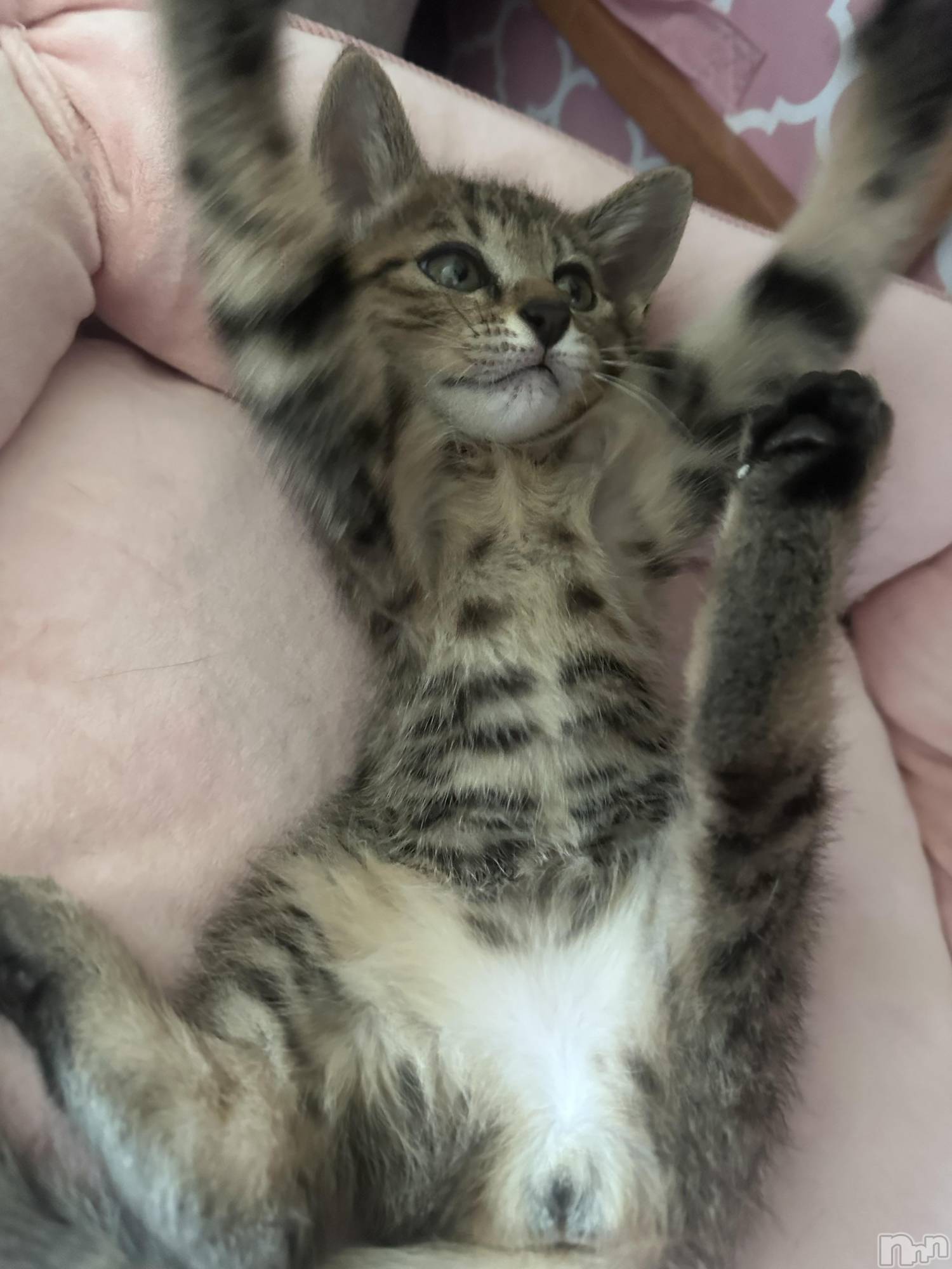 ��ˬ����Х��顦����֥���� �ץ���� ��ˬ(����� �ץ���� ����) ��2025ǯ7��16���̥�֥�����🐱ྀི🎀��