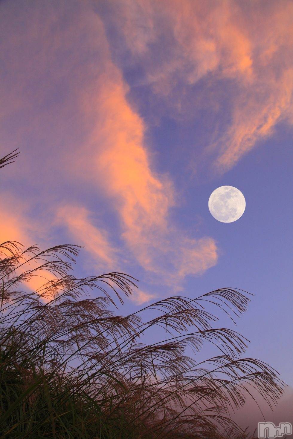 ��ˬ����Х��顦����֥���� �ץ���� ��ˬ(����� �ץ���� ����) ��2025ǯ10��1���̥�֥�����🌾🌕��