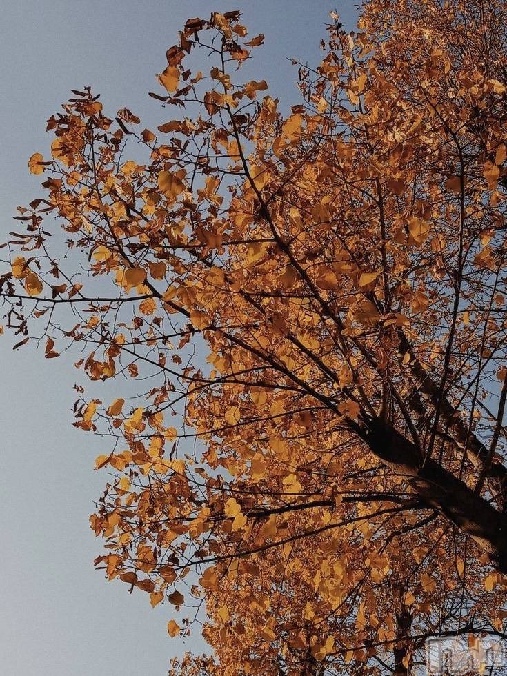 ��ˬ����Х��顦����֥���� �ץ���� ��ˬ(����� �ץ���� ����) ��2025ǯ10��28���̥�֥�����🍁🌙��