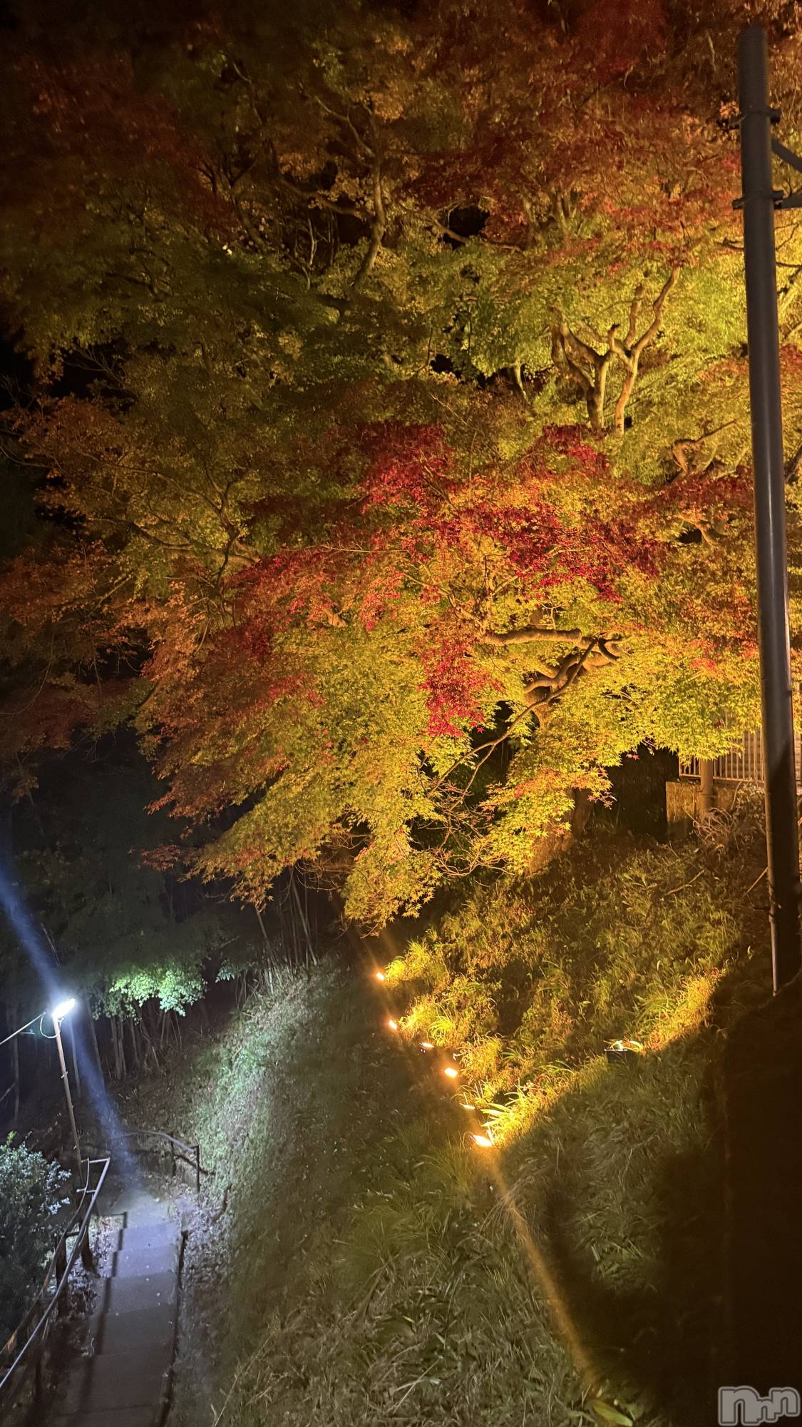 ��ˬ����Х��顦����֥���� �ץ���� ��ˬ(����� �ץ���� ����) ��2025ǯ11��29���̥�֥�����🍁🌙��