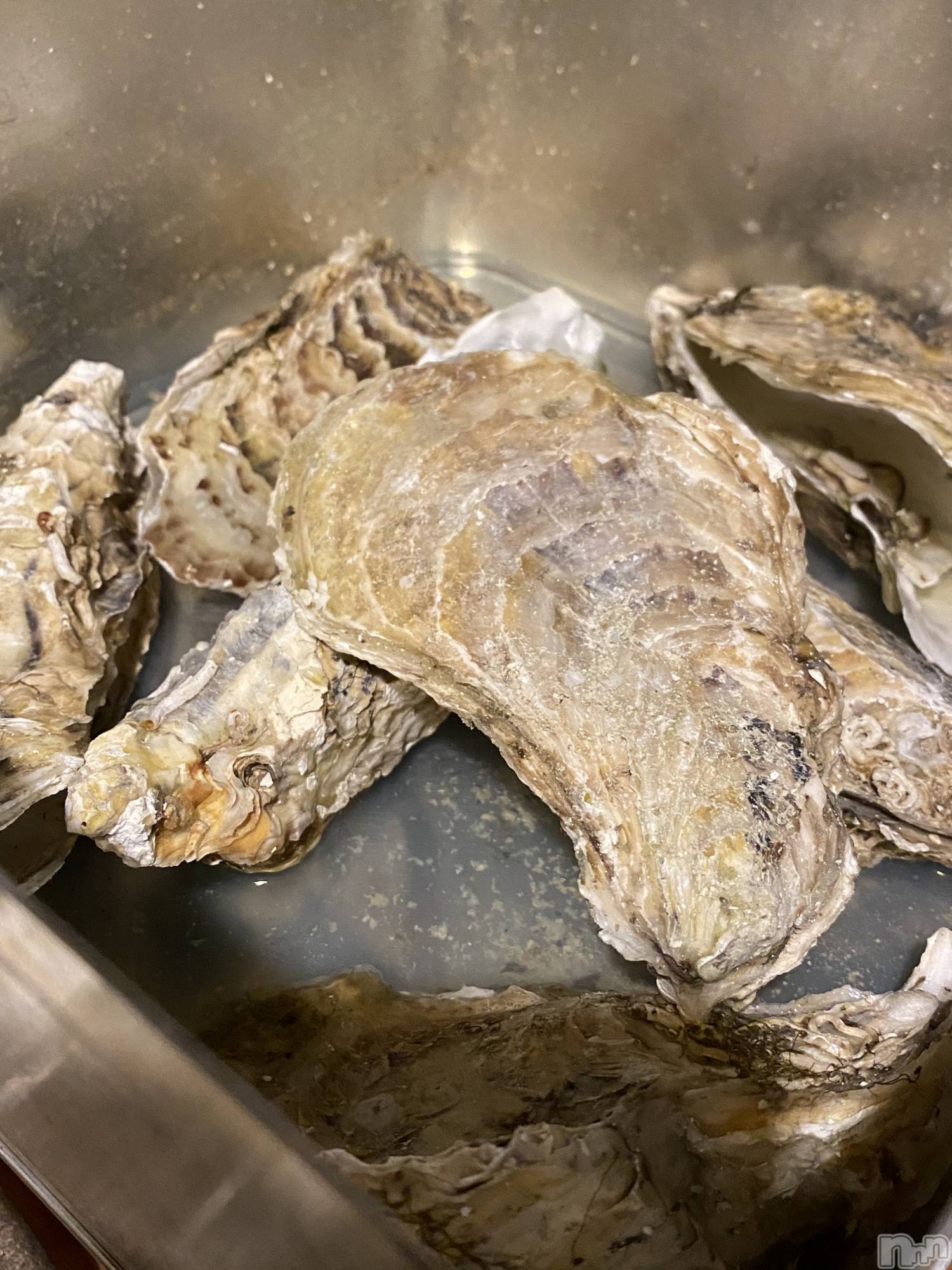 ��ˬ����Х��顦����֥���� �ץ���� ��ˬ(����� �ץ���� ����) ��2026ǯ3��4���̥�֥�����🦪💞��