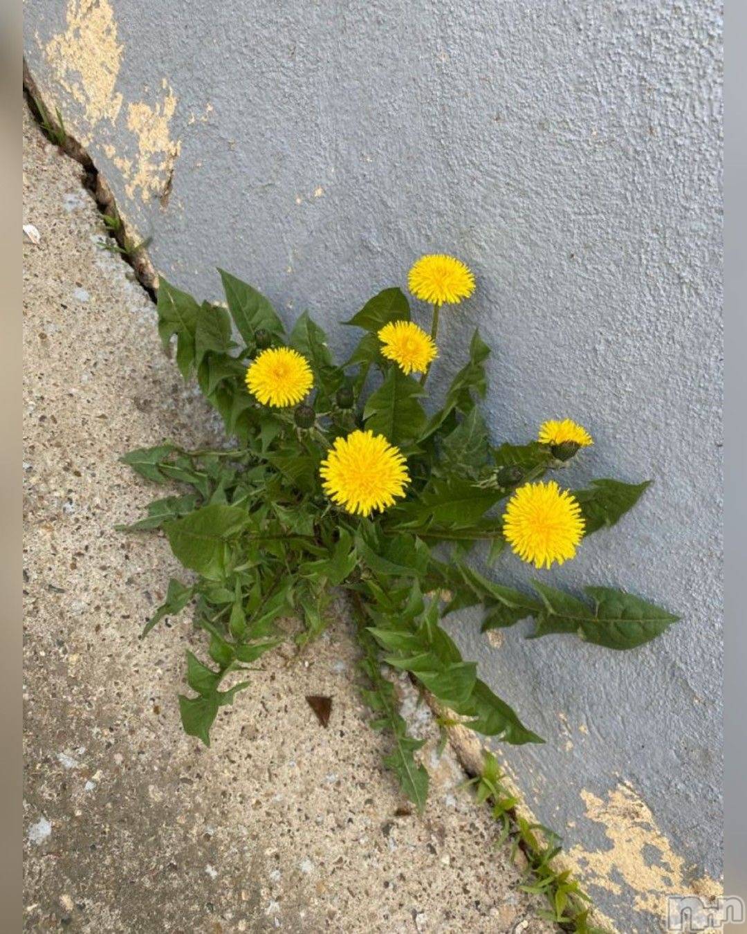 ��ˬ����Х��顦����֥���� �ץ���� ��ˬ(����� �ץ���� ����) ��2026ǯ3��17���̥�֥�����🌼🍃��