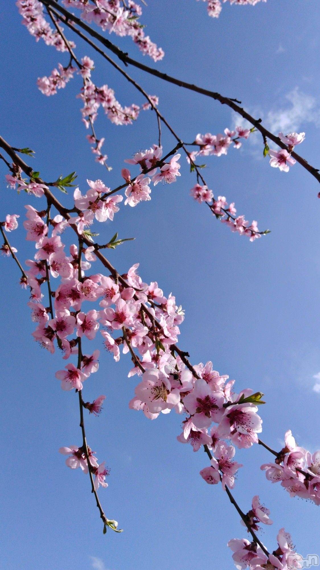 ��ˬ����Х��顦����֥���� �ץ���� ��ˬ(����� �ץ���� ����) ��2026ǯ4��3���̥�֥�����🌸☀️��