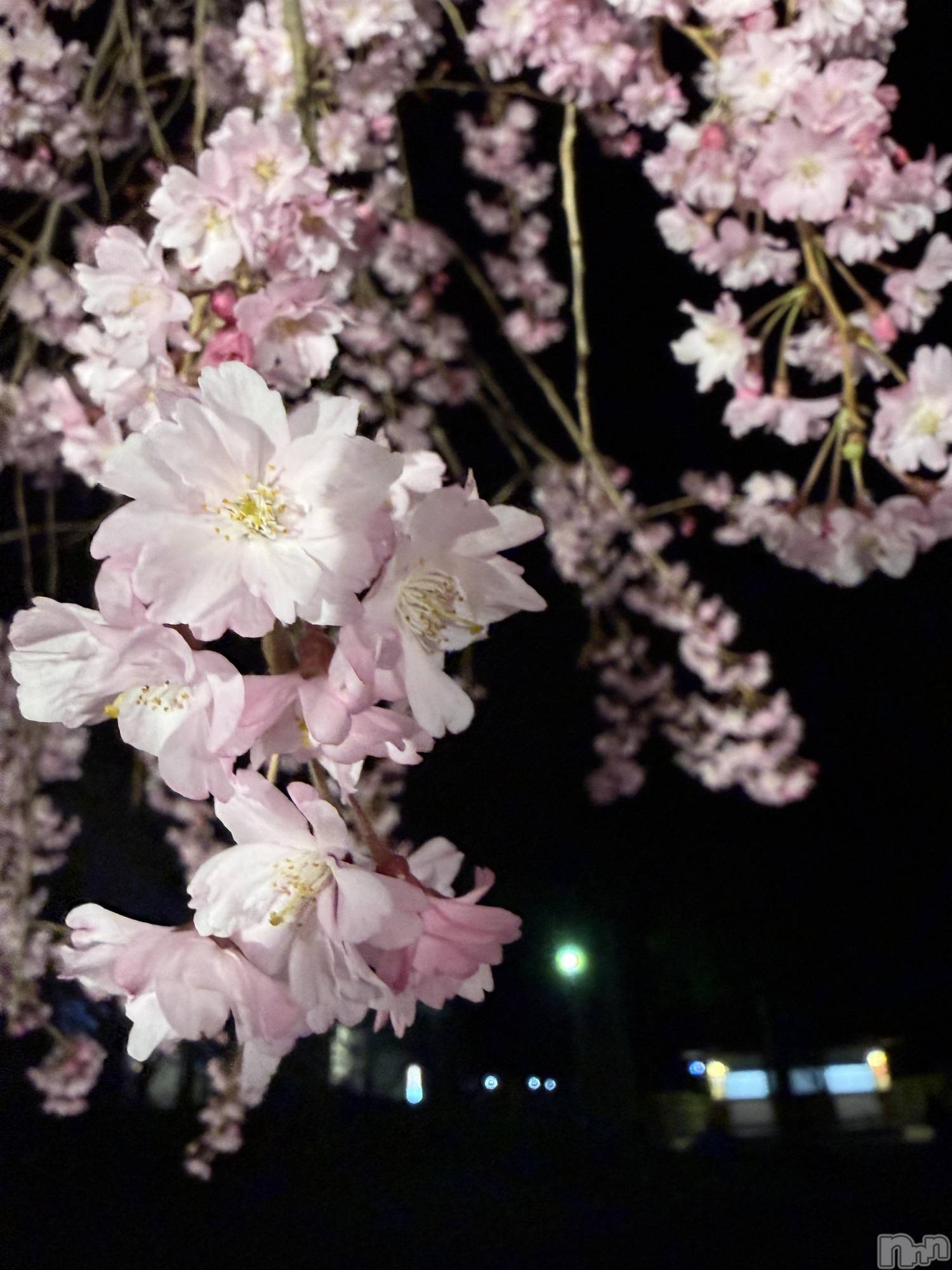 ��ˬ����Х��顦����֥���� �ץ���� ��ˬ(����� �ץ���� ����) ��2026ǯ4��14���̥�֥�����🌸🌙��