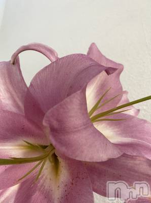 ��ˬ����Х��顦����֥���� �ץ���� ��ˬ(����� �ץ���� ����) �� �Ӽ���6��8���̥�֥����֤Ϥ���ޤ���🌱��