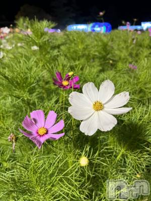 ��ˬ����Х��顦����֥���� �ץ���� ��ˬ(����� �ץ���� ����) �� �Ӽ���11��5���̥�֥�����🌼🩷��