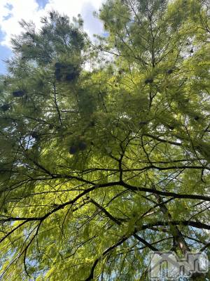 ��ˬ����Х��顦����֥���� �ץ���� ��ˬ(����� �ץ���� ����) �� �Ӽ���11��14���̥�֥�����🌳🍃��