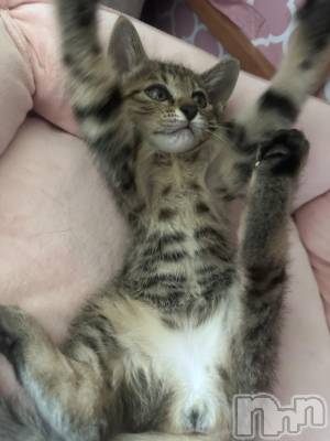 ��ˬ����Х��顦����֥���� �ץ���� ��ˬ(����� �ץ���� ����) �� �Ӽ���7��16���̥�֥�����🐱ྀི🎀��