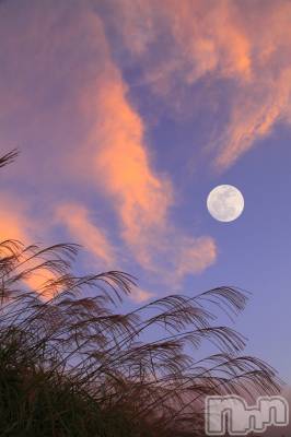 ��ˬ����Х��顦����֥���� �ץ���� ��ˬ(����� �ץ���� ����) �� �Ӽ���10��1���̥�֥�����🌾🌕��