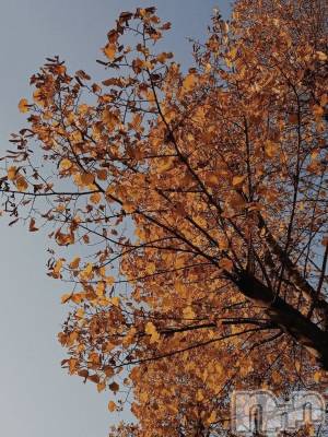 ��ˬ����Х��顦����֥���� �ץ���� ��ˬ(����� �ץ���� ����) �� �Ӽ���10��28���̥�֥�����🍁🌙��