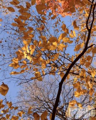 ��ˬ����Х��顦����֥���� �ץ���� ��ˬ(����� �ץ���� ����) �� �Ӽ���11��1���̥�֥�����🍁✨��