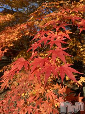 ��ˬ����Х��顦����֥���� �ץ���� ��ˬ(����� �ץ���� ����) �� �Ӽ���11��8���̥�֥�����🍁🧡��