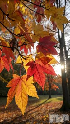 ��ˬ����Х��顦����֥���� �ץ���� ��ˬ(����� �ץ���� ����) �� �Ӽ���11��15���̥�֥�����☀️🍁��