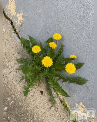 ��ˬ����Х��顦����֥���� �ץ���� ��ˬ(����� �ץ���� ����) �� �Ӽ���3��17���̥�֥�����🌼🍃��