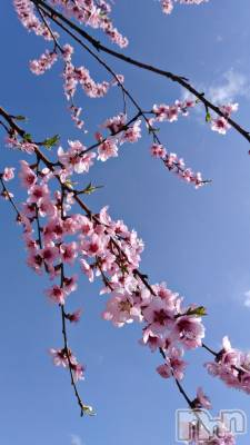 ��ˬ����Х��顦����֥���� �ץ���� ��ˬ(����� �ץ���� ����) �� �Ӽ���4��3���̥�֥�����🌸☀️��