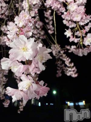 ��ˬ����Х��顦����֥���� �ץ���� ��ˬ(����� �ץ���� ����) �� �Ӽ���4��14���̥�֥�����🌸🌙��