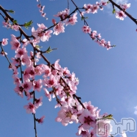 ��ˬ����Х��顦����� ����� �ץ���� ��ˬ(����� �ץ���� ����) �� �Ӽ���4��3���̥�֥�����🌸☀️��