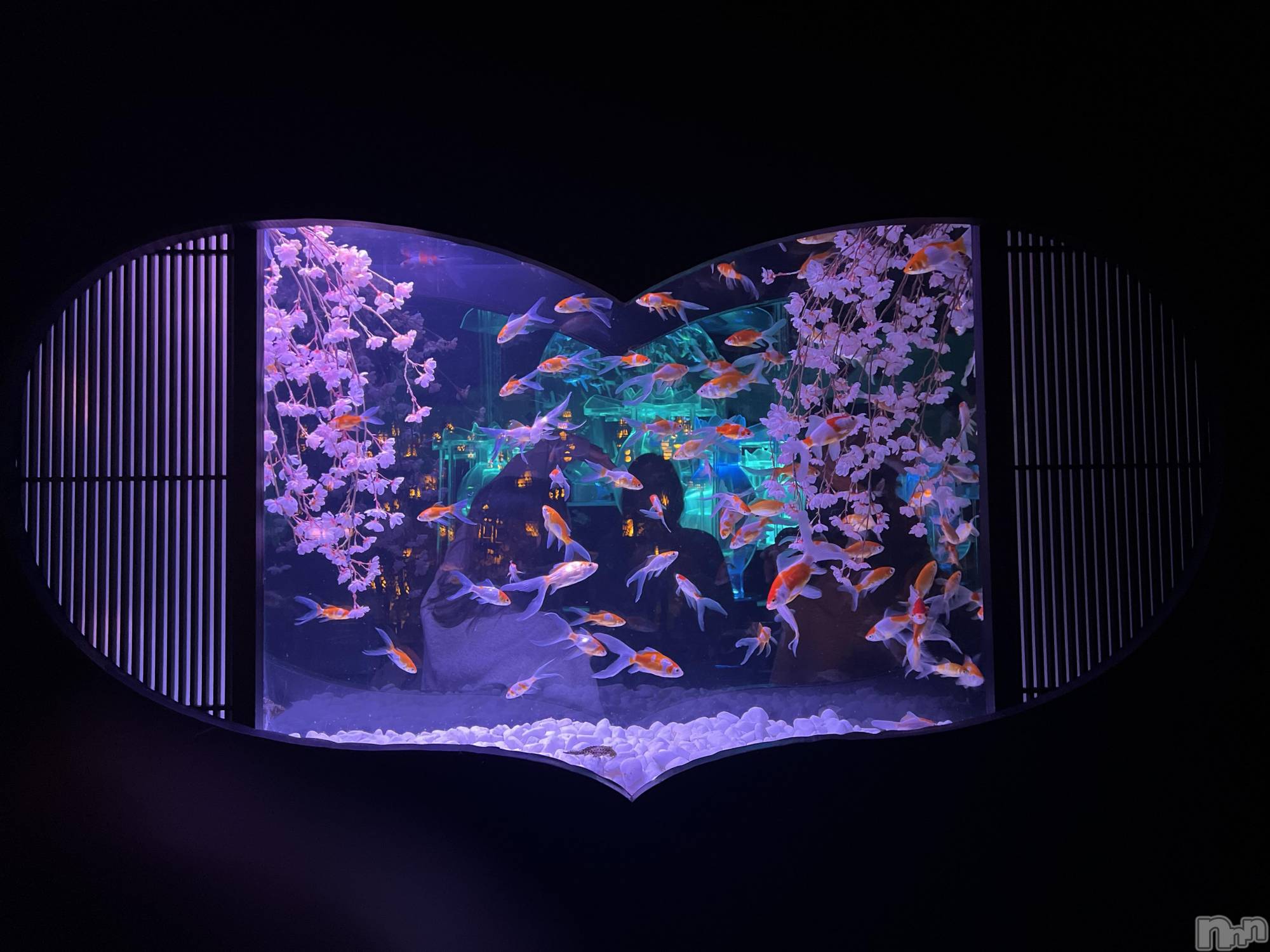 ĮХ顦֥ ץ ( ץ ) 2025ǯ423̥֥🐡❤︎