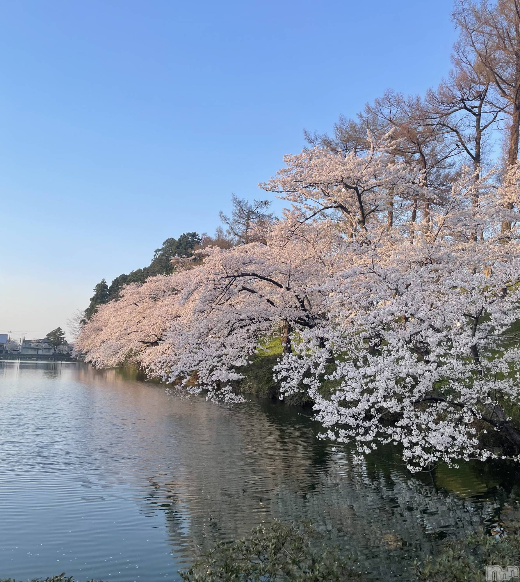 ĮХ顦Daphne(ե) 2025ǯ417̥֥🌸✨