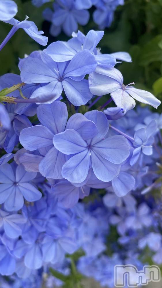 ��ˬ����Х��顦����֥���� �ץ���� ��ˬ(����� �ץ���� ����) �ϰ� �椺���9��6���̥�֥�����🩵��