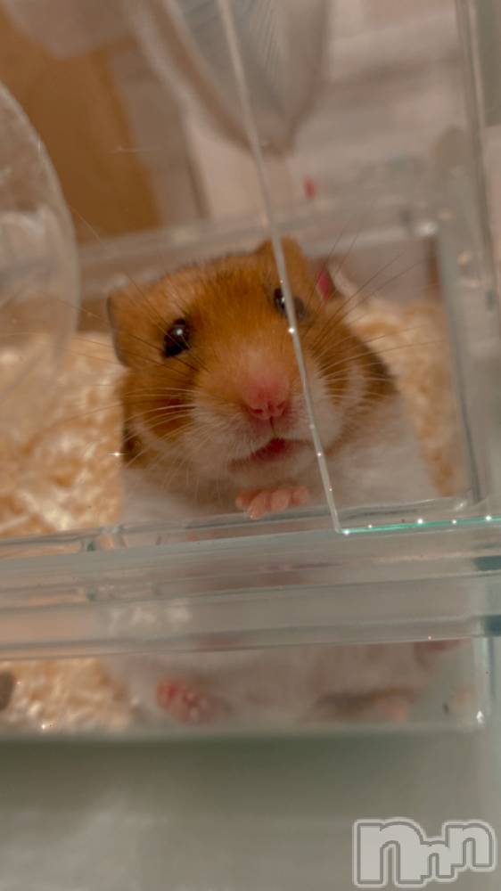 ��ˬ����Х��顦����֥���� �ץ���� ��ˬ(����� �ץ���� ����) �ϰ� �椺���11��3���̥�֥�����🧡��