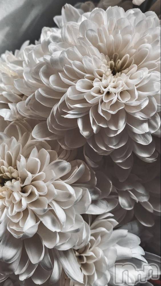 ��ˬ����Х��顦����֥���� �ץ���� ��ˬ(����� �ץ���� ����) �ϰ� �椺���12��21���̥�֥�����🤍��