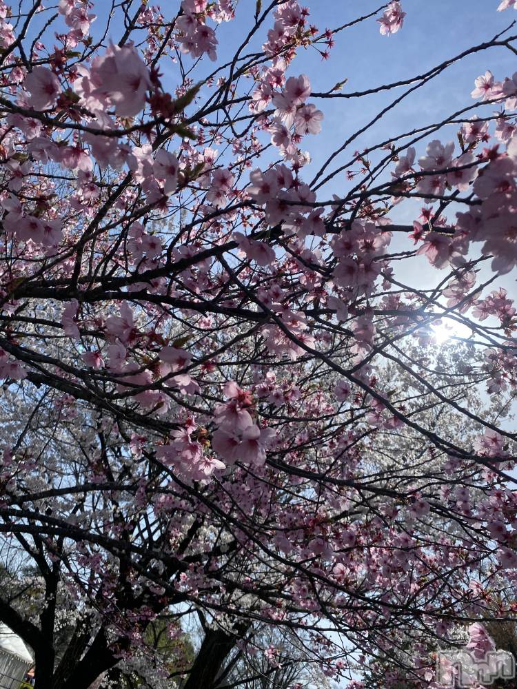 ��ˬ����Х��顦����֥���� �ץ���� ��ˬ(����� �ץ���� ����) �ϰ� �椺���2��26���̥�֥�����🩷��