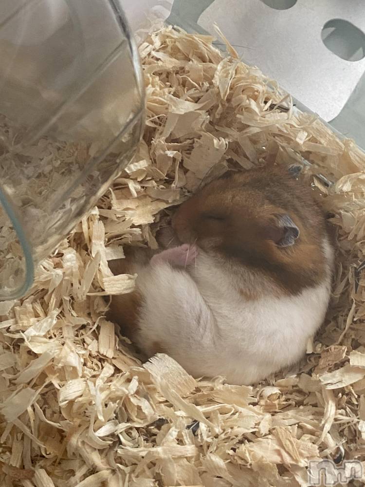 ��ˬ����Х��顦����֥���� �ץ���� ��ˬ(����� �ץ���� ����) �ϰ� �椺���2��26���̥�֥�����🧡��