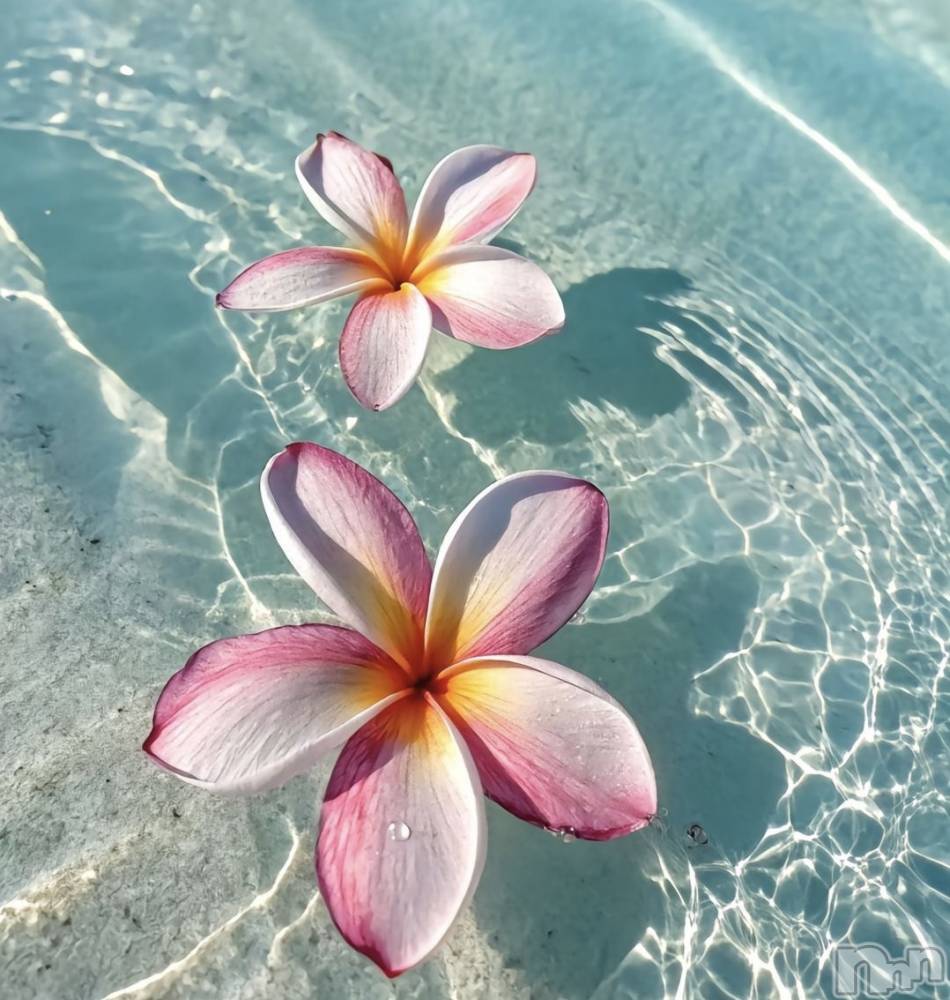 ��ˬ����Х��顦����֥���� �ץ���� ��ˬ(����� �ץ���� ����) �ϰ� �椺���3��7���̥�֥�����🩵��