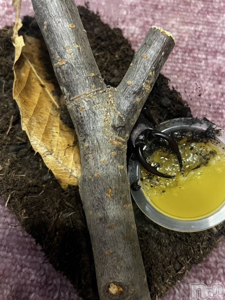 ��ˬ����Х��顦����֥���� �ץ���� ��ˬ(����� �ץ���� ����) �ϰ� �椺���8��1���̥�֥�����🤎��