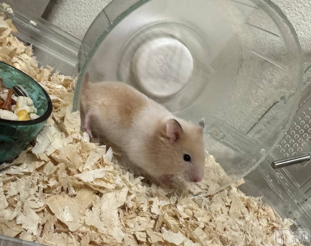 ��ˬ����Х��顦����֥���� �ץ���� ��ˬ(����� �ץ���� ����) �ϰ� �椺���8��12���̥�֥�����💛��