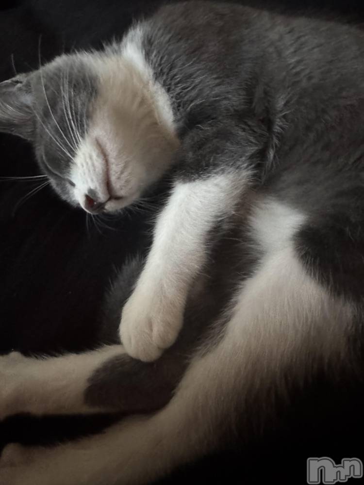 ��ˬ����Х��顦����֥���� �ץ���� ��ˬ(����� �ץ���� ����) �ϰ� �椺���8��26���̥�֥�����🖤��