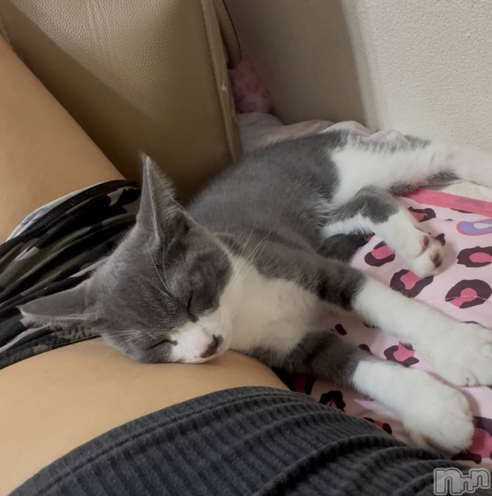 ��ˬ����Х��顦����֥���� �ץ���� ��ˬ(����� �ץ���� ����) �ϰ� �椺���9��4���̥�֥�����🩶��