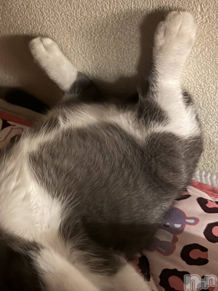 ��ˬ����Х��顦����֥���� �ץ���� ��ˬ(����� �ץ���� ����) �ϰ� �椺���9��11���̥�֥�����🩶��