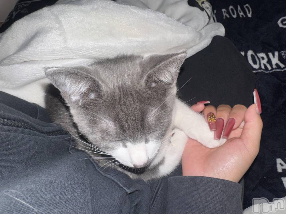 ��ˬ����Х��顦����֥���� �ץ���� ��ˬ(����� �ץ���� ����) �ϰ� �椺���10��6���̥�֥�����🩶��